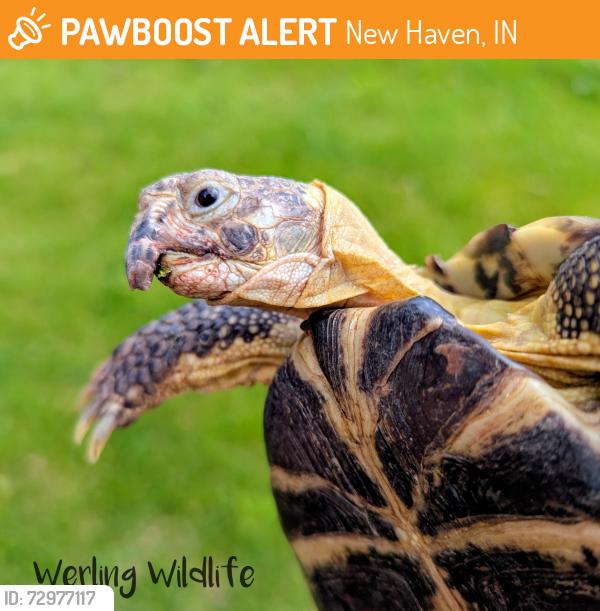 Found/Stray Male Reptile last seen Werling Road and Moeller Road intersection, New Haven, IN 46774