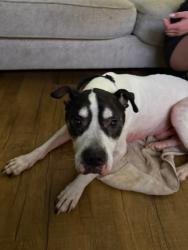 Reunited Male Dog last seen Katella and Noel st., Los Alamitos, CA 90720