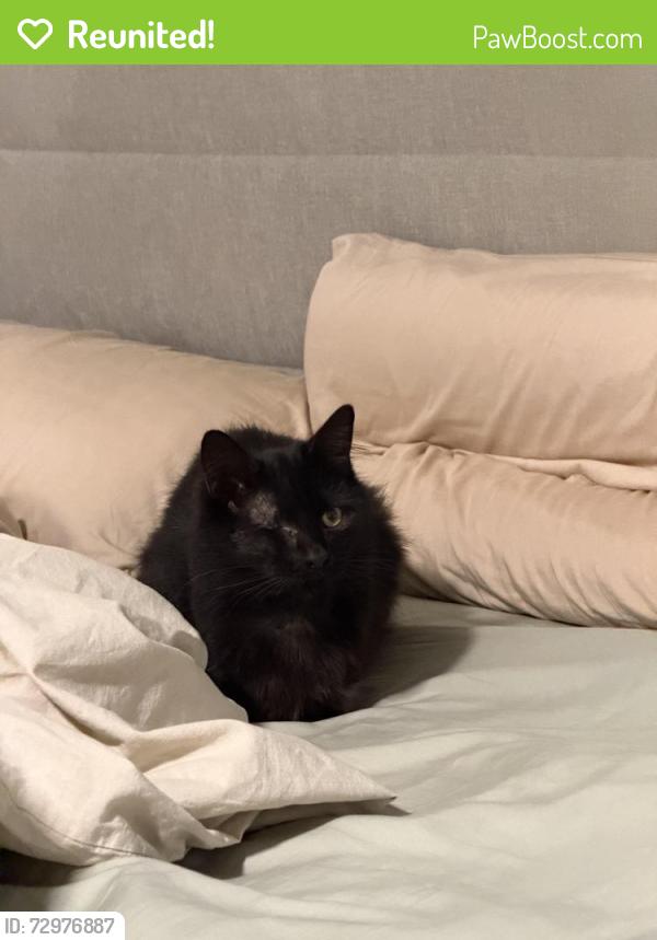 Reunited Female Cat last seen Near royal north shore hosp, Greenwich, NSW 2065