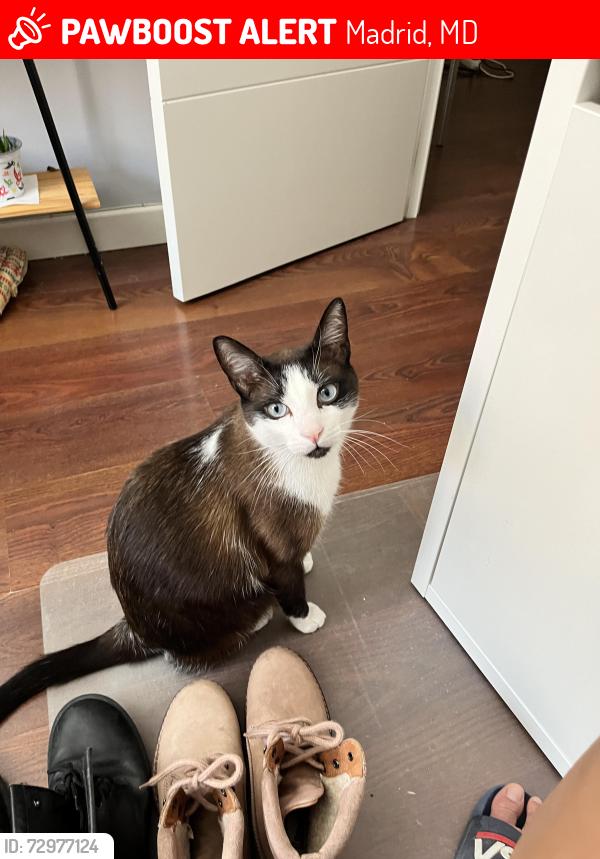 Lost Male Cat last seen Calle Garci-Nuño / Valdeacederas / Ventilla / Plaza Castilla, Madrid, MD 