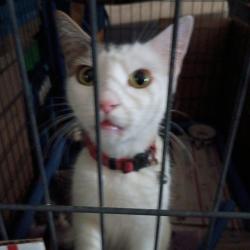 Lost Female Cat last seen San Carlos , Spring Valley, CA 91977