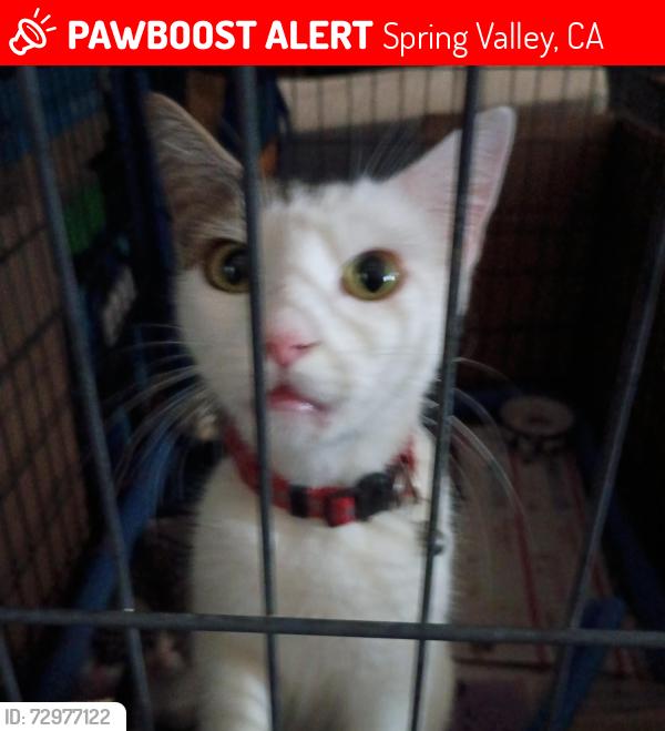 Lost Female Cat last seen San Carlos , Spring Valley, CA 91977