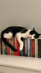 Reunited Male Cat last seen Madison Ave and Delaware, San Diego, CA 92116