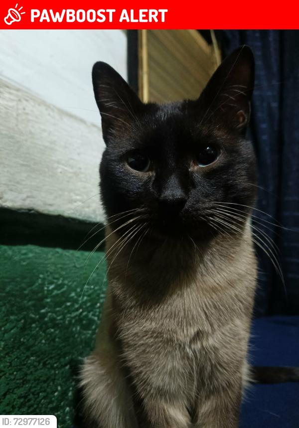 Lost Male Cat last seen Calzada la naranja , Naucalpan de Juárez, Méx. 53378