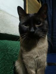 Lost Male Cat last seen Calzada la naranja , Naucalpan de Juárez, Méx. 53378