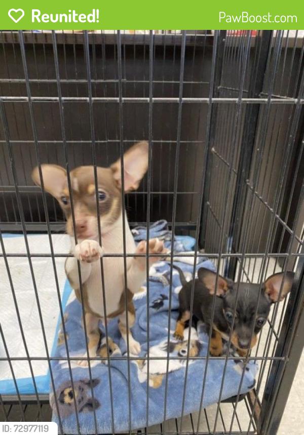 Reunited Male Dog last seen Miami Beach, FL, USA, Miami Beach, FL 33139