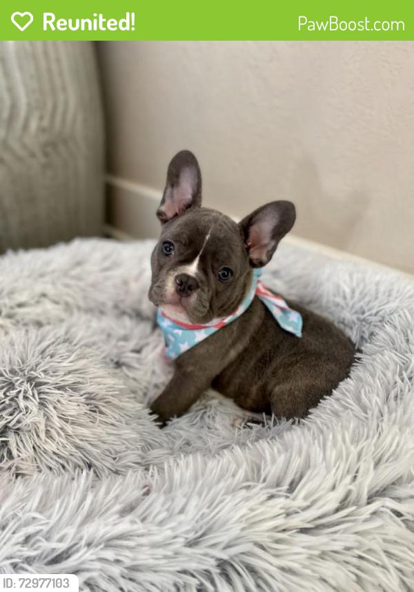 Reunited Male Dog last seen Miami, FL, USA, Miami, FL 33131