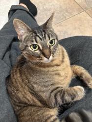 Reunited Female Cat last seen Reed rd, Escondido, CA 92027