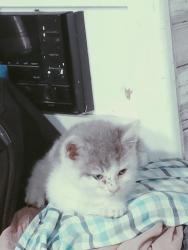 Found/Stray Unknown Cat last seen rosedale Hwy & Jenkins, Bakersfield, CA 93314