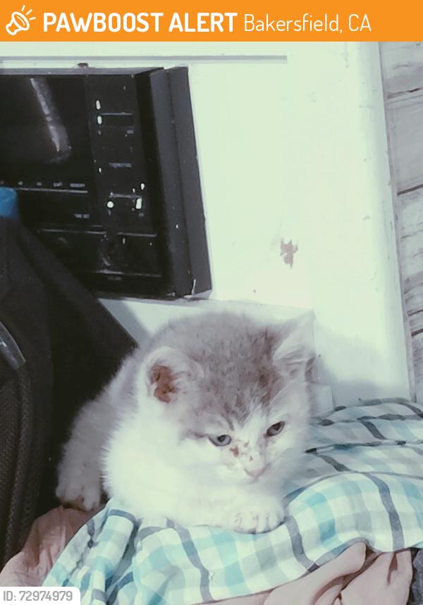 Found/Stray Unknown Cat last seen rosedale Hwy & Jenkins, Bakersfield, CA 93314
