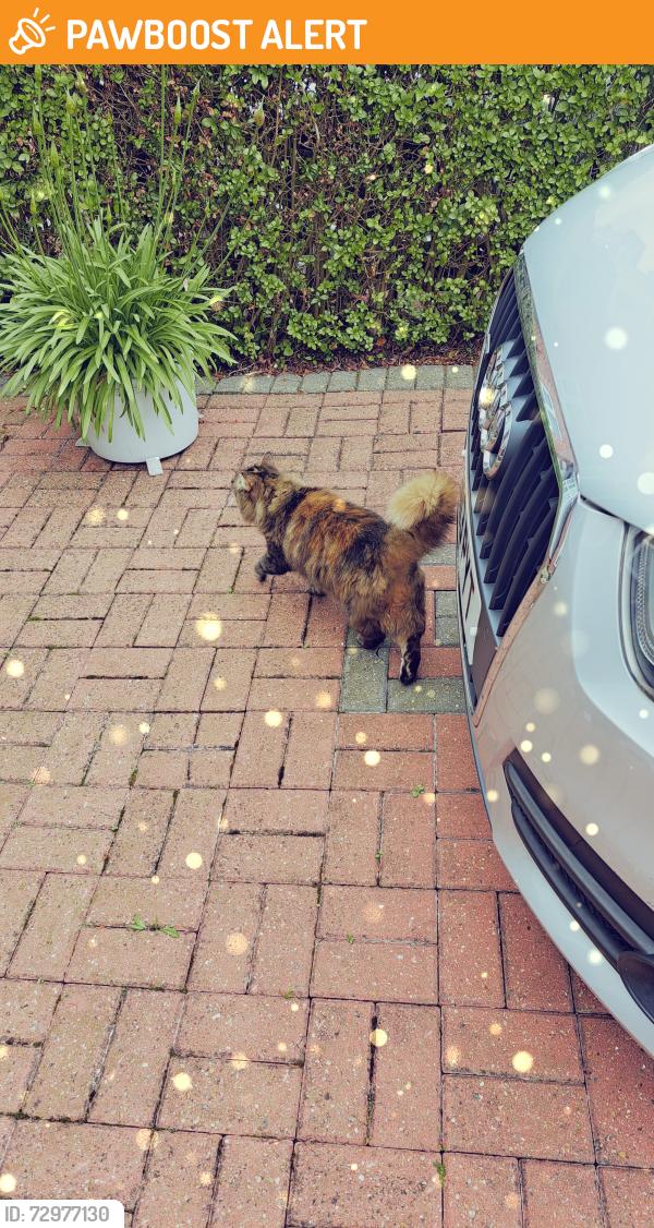 Found/Stray Unknown Cat last seen Beverley Drive , Greater London, England HA8 5NQ