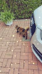 Found/Stray Unknown Cat last seen Beverley Drive , Greater London, England HA8 5NQ