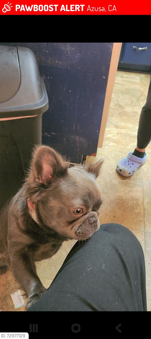 Lost Female Dog last seen Sierra Madre ave and n.sunset ave, Azusa, CA 91702
