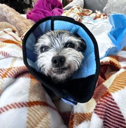 Reunited Male Dog last seen Virginia trail/Leveland, Modesto, Modesto, CA 95350