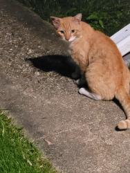 Found/Stray Unknown Cat last seen 53rd Place SE , Washington, DC 20019