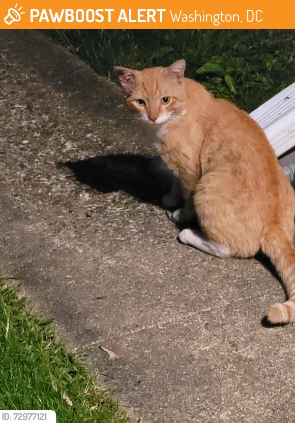Found/Stray Unknown Cat last seen 53rd Place SE , Washington, DC 20019