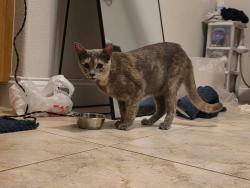 Reunited Female Cat last seen W. Champlain Ln and DeCarlo, Citrus Springs, FL 34434