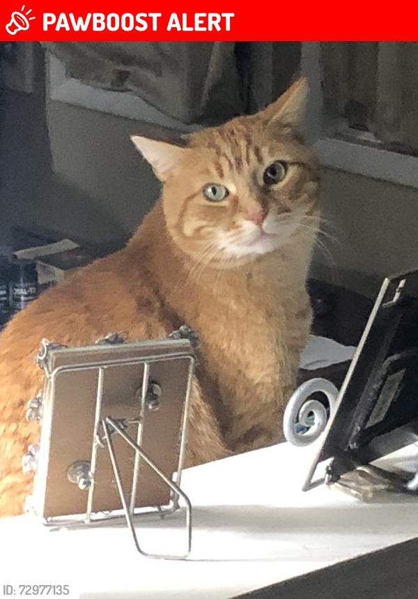 Lost Male Cat last seen Route 248 / Airport Road, East Allen Township, PA 18014
