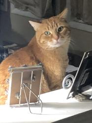 Lost Male Cat last seen Route 248 / Airport Road, East Allen Township, PA 18014