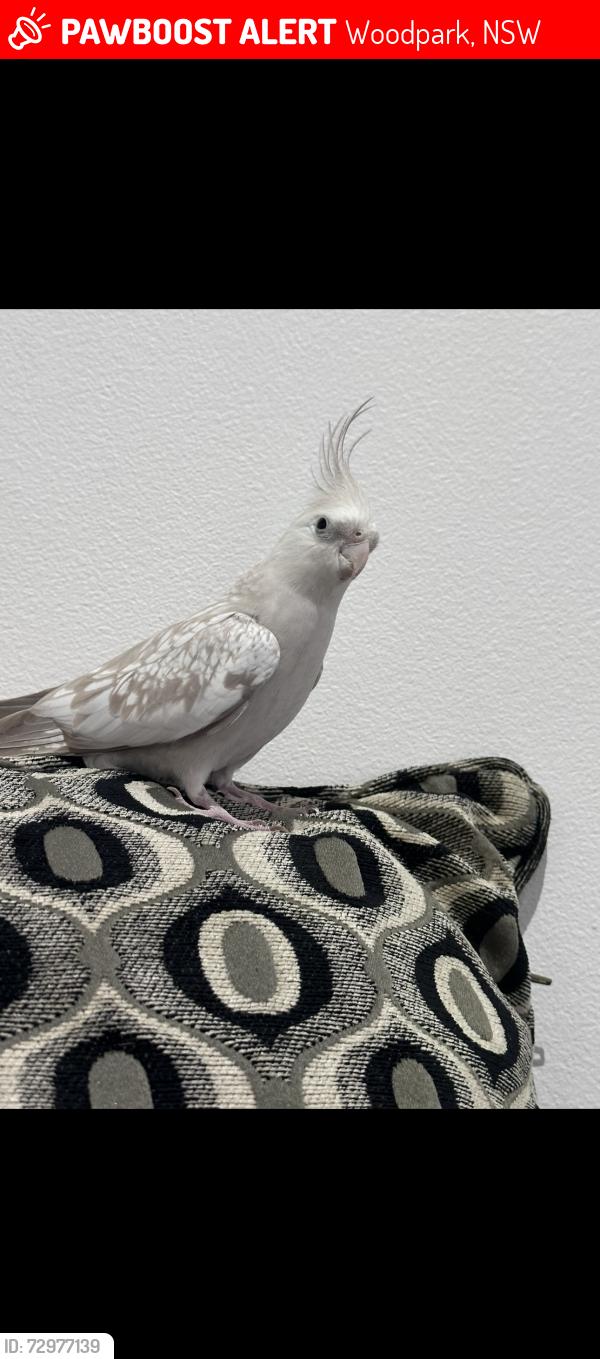 Lost Female Bird last seen Bike track backing Sherwood grange public school, Woodpark, NSW 2164
