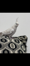 Lost Female Bird last seen Bike track backing Sherwood grange public school, Woodpark, NSW 2164