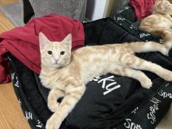 Reunited Male Cat last seen Hatteras Lane and Queensbury Avenue, Springfield, VA 22151