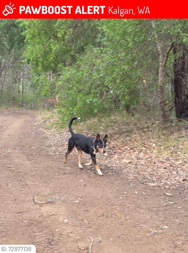 Lost Male Dog last seen Upper Kalgan / Lower King Albany Western Australia 6330, Kalgan, WA 6330