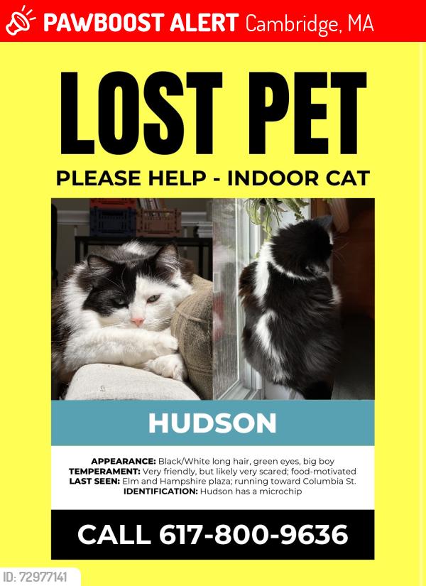 Lost Male Cat last seen Escaped near Elm and Hampshire plaza; last seen running over the fence behind 303 Columbia St, Cambridge, MA 02141