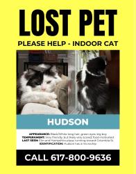 Lost Male Cat last seen Escaped near Elm and Hampshire plaza; last seen running over the fence behind 303 Columbia St, Cambridge, MA 02141