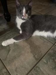 Reunited Male Cat last seen 107th street and Old Green Bay Road, Pleasant Prairie, WI 53158