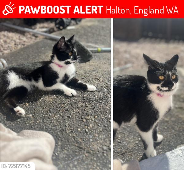Lost Female Cat last seen Near Sycamore road , Halton, England WA7