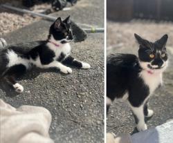 Lost Female Cat last seen Near Sycamore road , Halton, England WA7