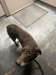 Reunited Male Dog last seen Mad river hosp , Arcata, CA 95521
