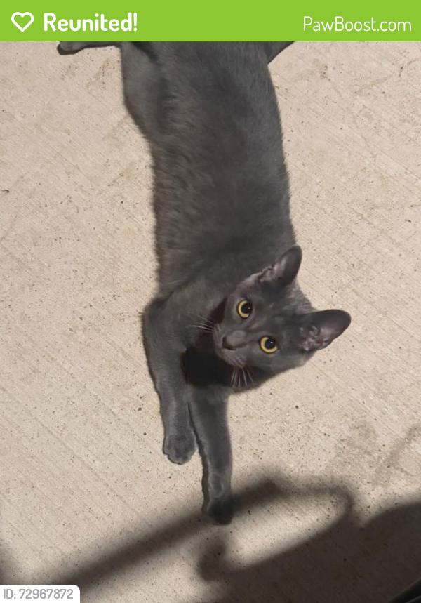 Reunited Female Cat last seen Leather leaf ct and Carnation, Montgomery, TX 77316