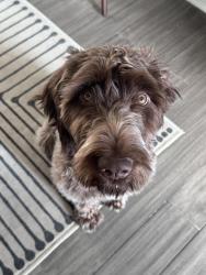 Reunited Male Dog last seen Duffy Rd, Concord Township, OH 43015