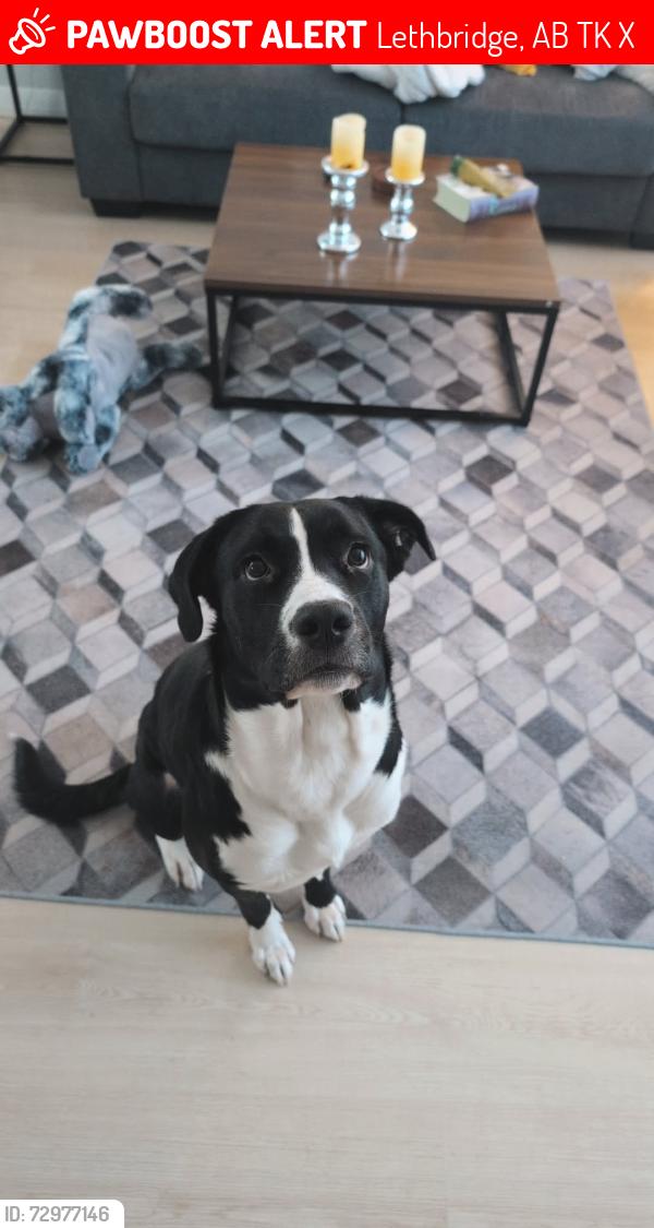 Lost Female Dog last seen Riverwood Blvd, Lethbridge, AB T1K 7X4