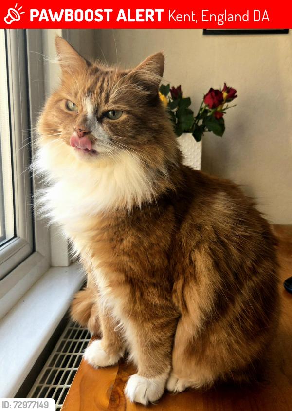 Lost Male Cat last seen Mount Pleasant Road/ W View Road, Kent, England DA1