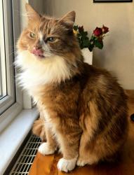 Lost Male Cat last seen Mount Pleasant Road/ W View Road, Kent, England DA1
