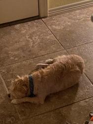 Reunited Male Dog last seen Cattle Dr , Fort Worth, TX 76179