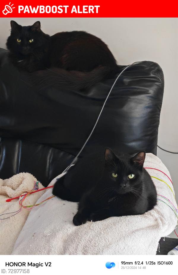 Lost Female Cat last seen Lovell road , Minster on Sea, England 
