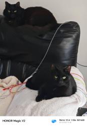 Lost Female Cat last seen Lovell road , Minster on Sea, England 