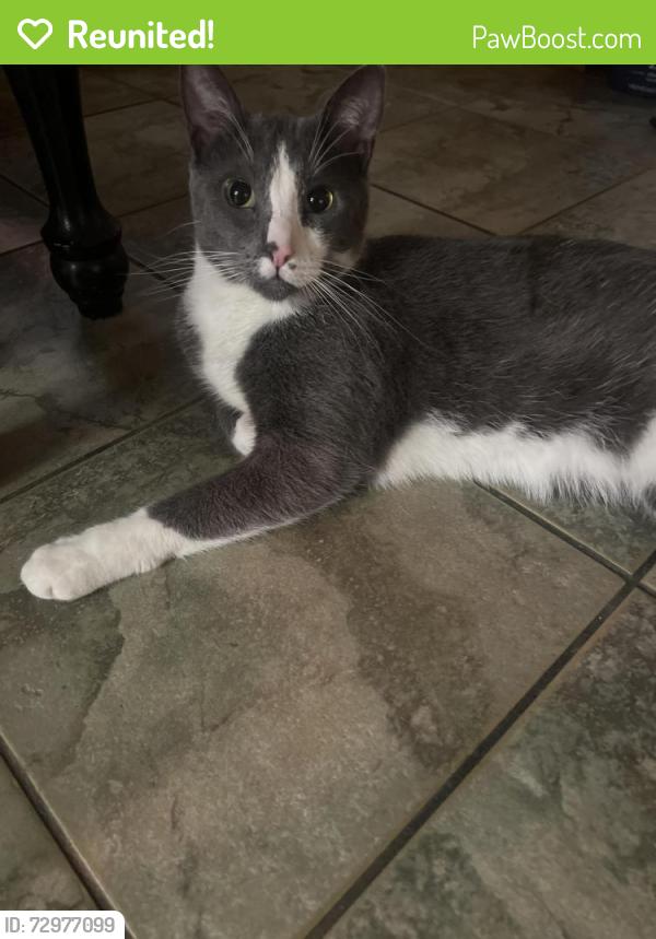 Reunited Male Cat last seen 107th street and Old Green Bay Road, Pleasant Prairie, WI 53158