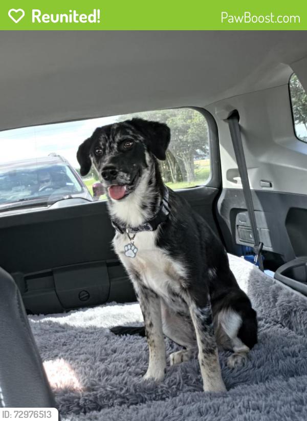 Reunited Male Dog last seen O'Daniel Rd, Guadalupe County, TX 78155