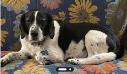 Reunited Male Dog last seen Culpeper Street near Courthouse, Warrenton, VA 20186