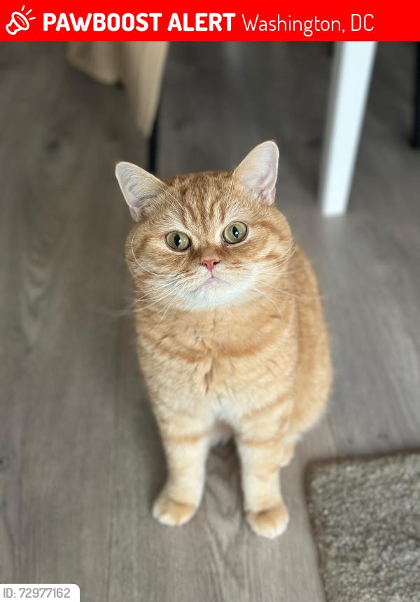 Lost Male Cat last seen 29th and military , Washington, DC 20015
