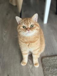Lost Male Cat last seen 29th and military , Washington, DC 20015