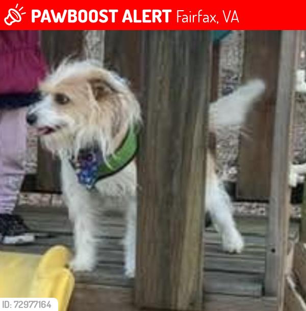 Lost Male Dog last seen Rochester/Colchester, Fairfax, VA 22030