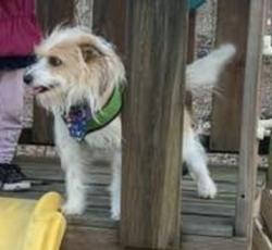 Lost Male Dog last seen Rochester/Colchester, Fairfax, VA 22030