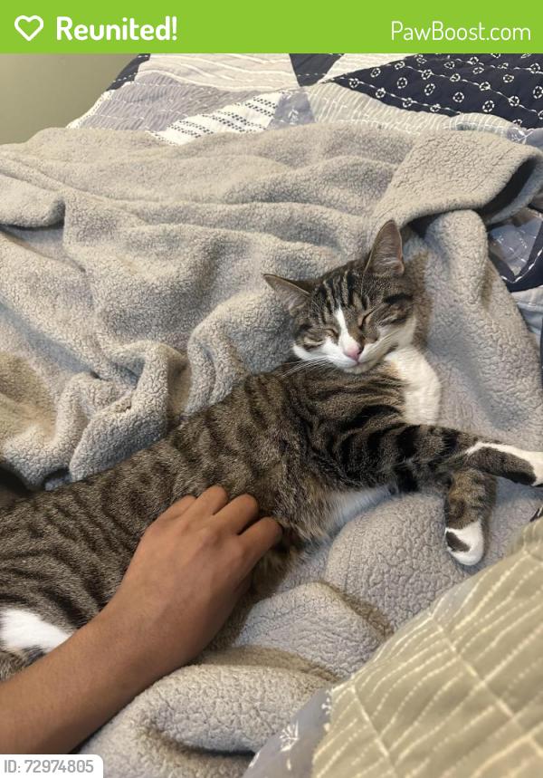 Reunited Male Cat last seen Martins Landing and Burke Centre Parkway, Burke, VA 22015