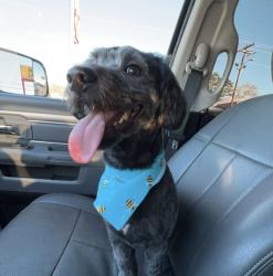 Reunited Male Dog last seen Franklin drive and Glass drive, Bessemer, AL 35023